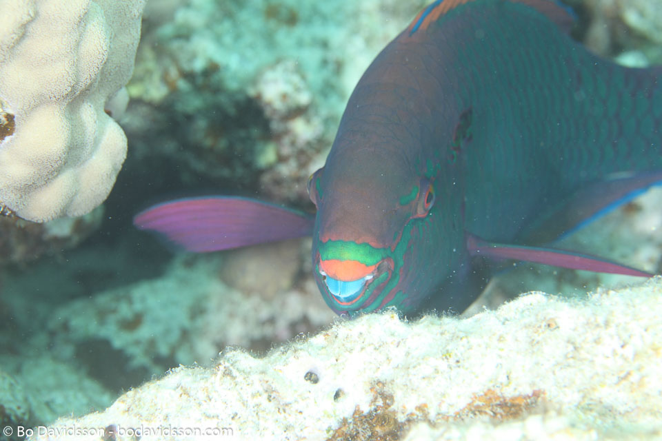 BD-120420-Fury-Shoal-5729-Scarus-rubroviolaceus.-Bleeker.-1847-[Ember-parrotfish].jpg